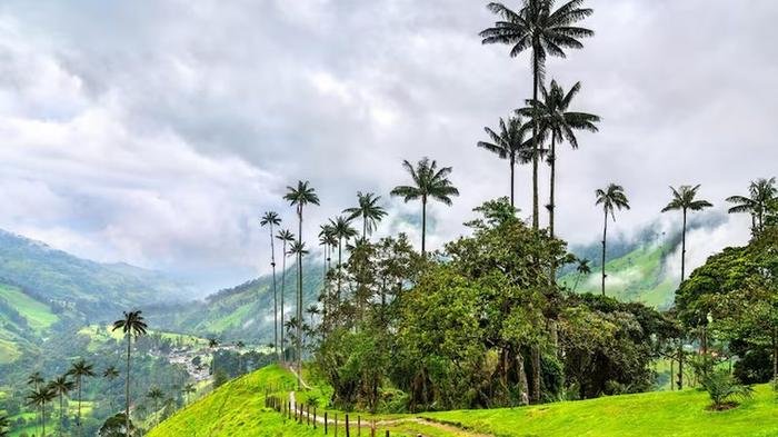 Palmas de cera en el Valle de Cocora